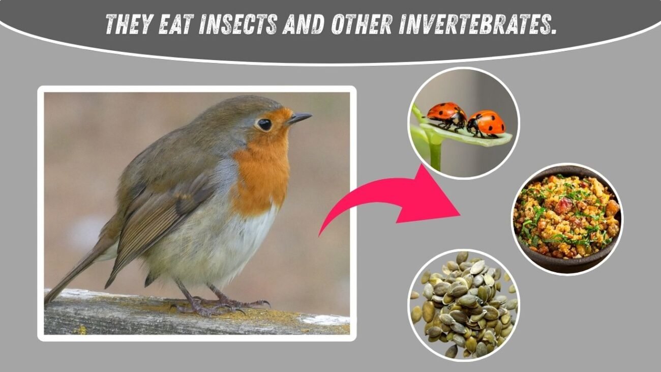 What does the European robin eat?