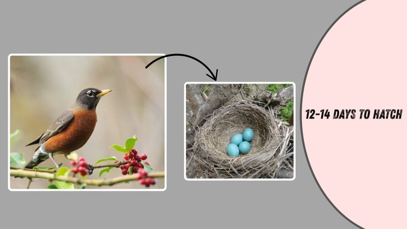 How long do American Robin eggs take to hatch?