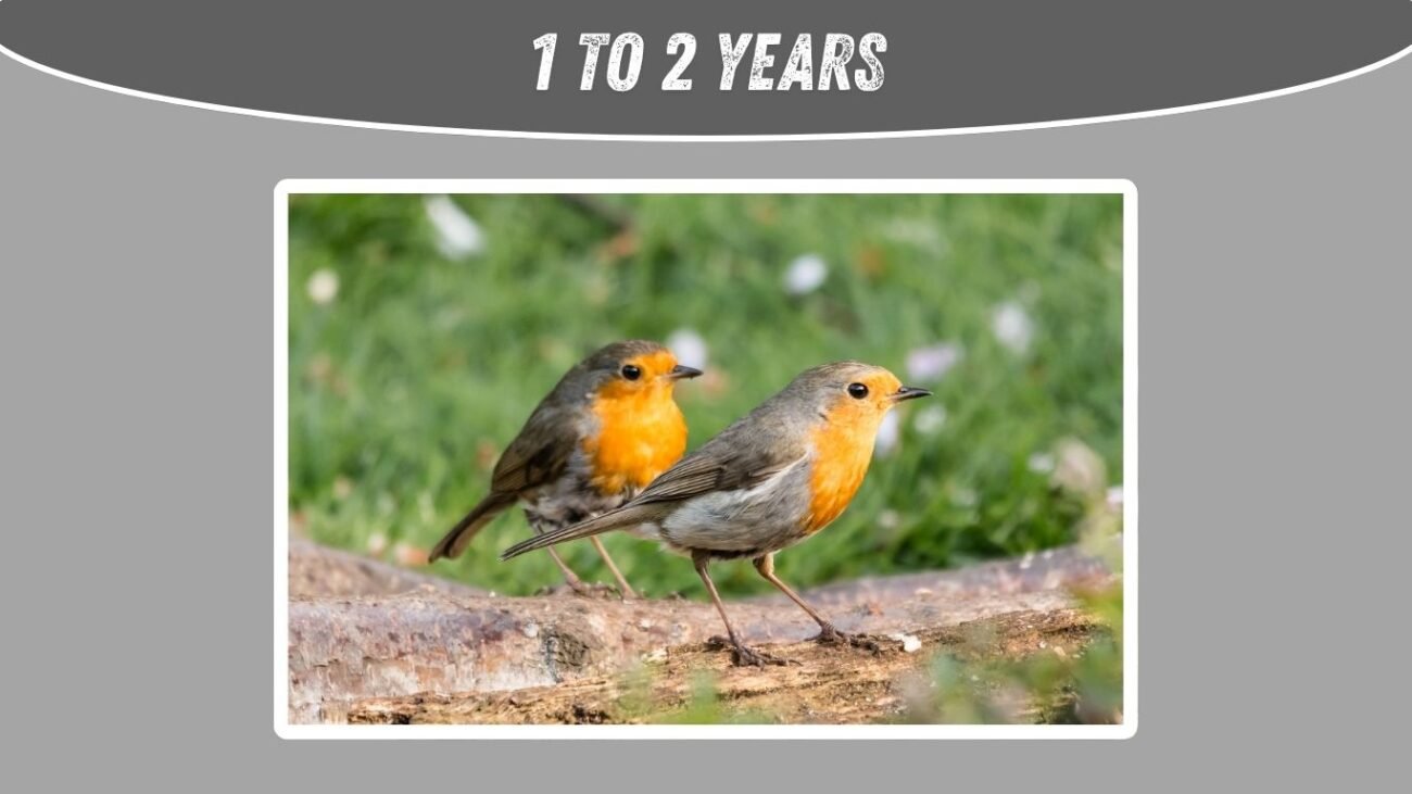 How long does a European robin live?