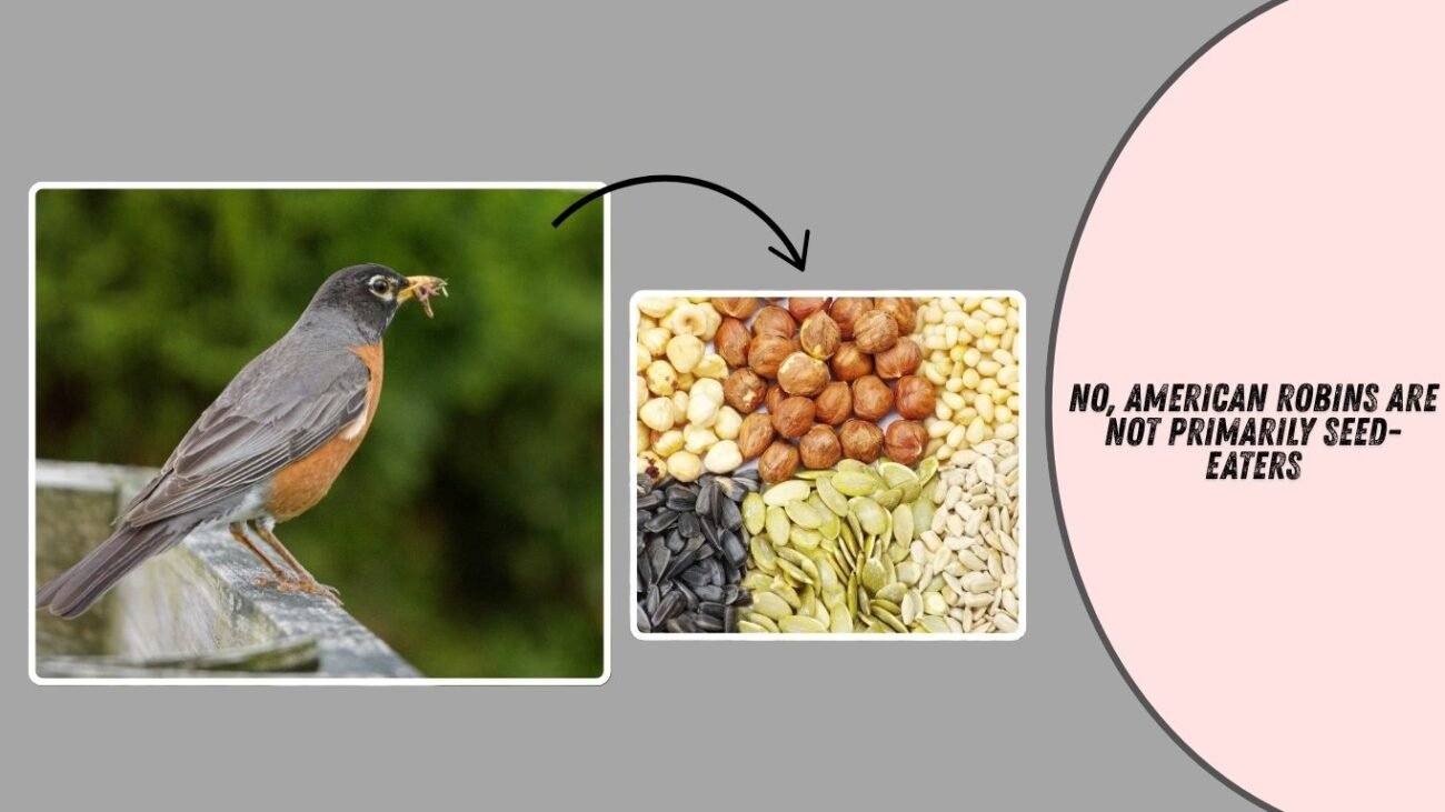 Do American Robins eat seeds?