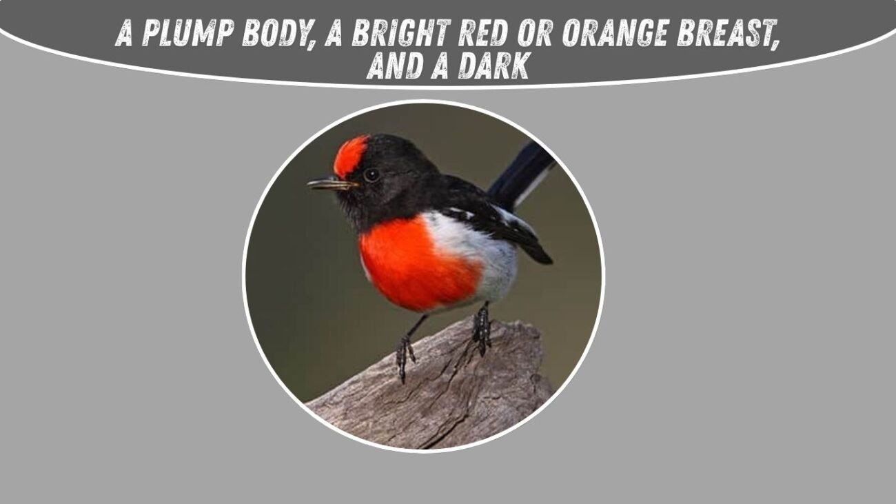What does a red robin cartoon bird look like?