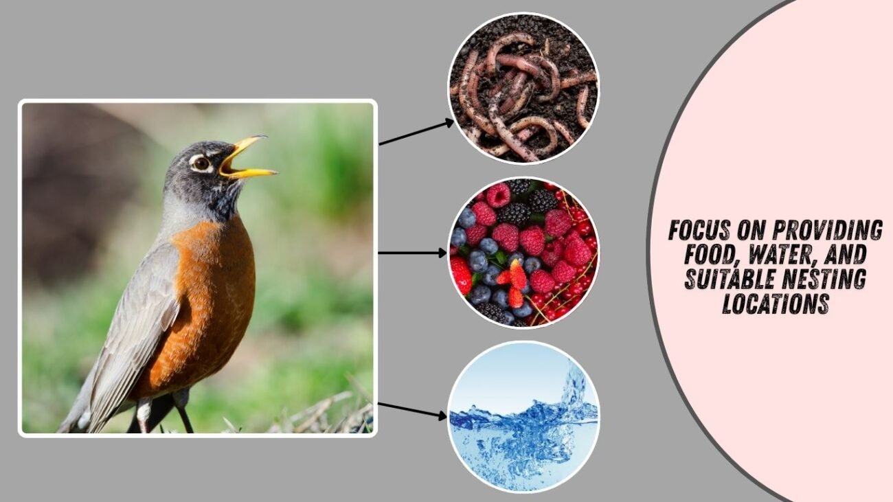 How to attract American Robins?