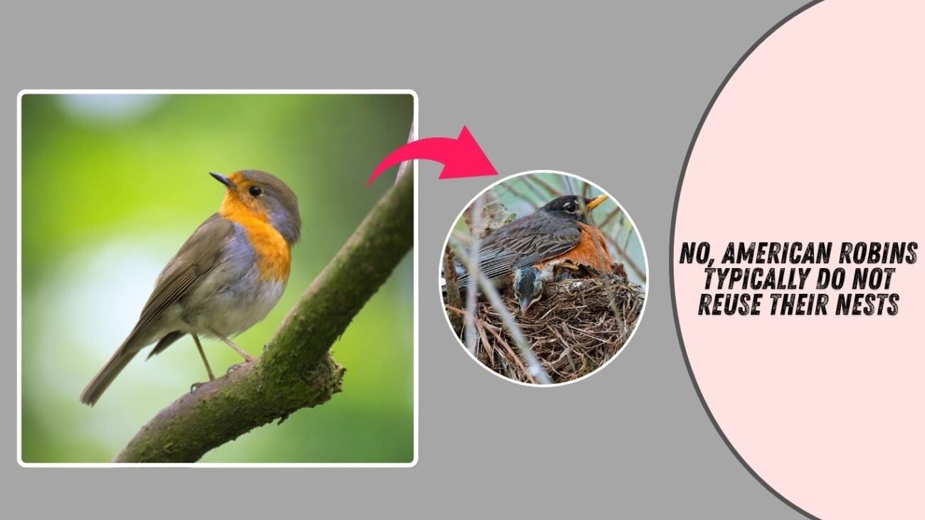 Do American Robins reuse their nests?