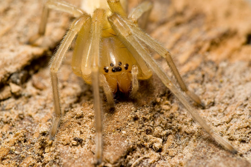 Why is the Yellow Sac Spider’s belly so big?