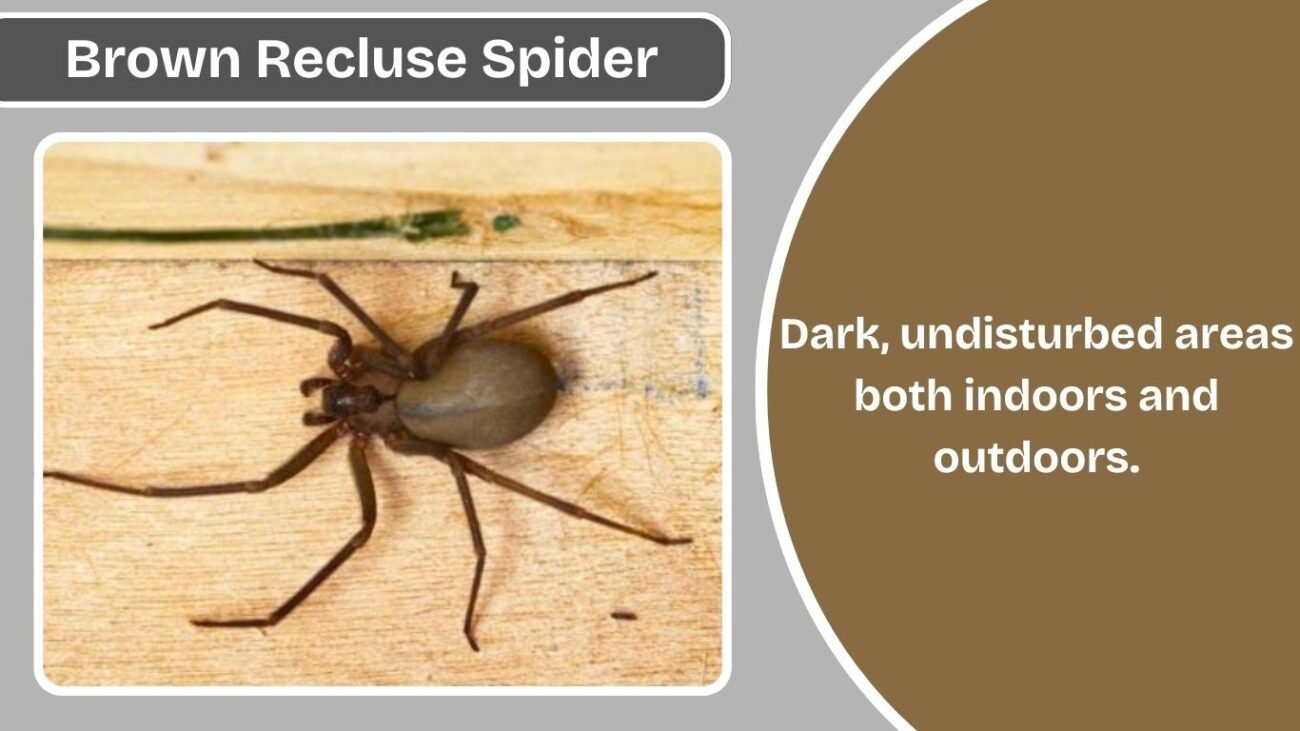 What Is the Habitat of a Brown Recluse Spider?