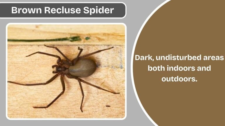 Where Do Brown Recluse Spiders Live? Habitat and Home Behavior