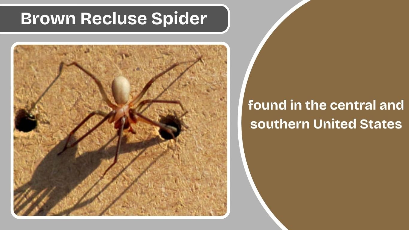 Where Does A Brown Recluse Live