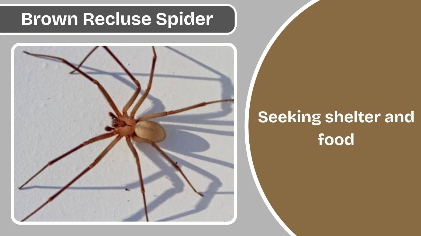 Where Do Brown Recluse Spiders Live? Habitat and Home Behavior