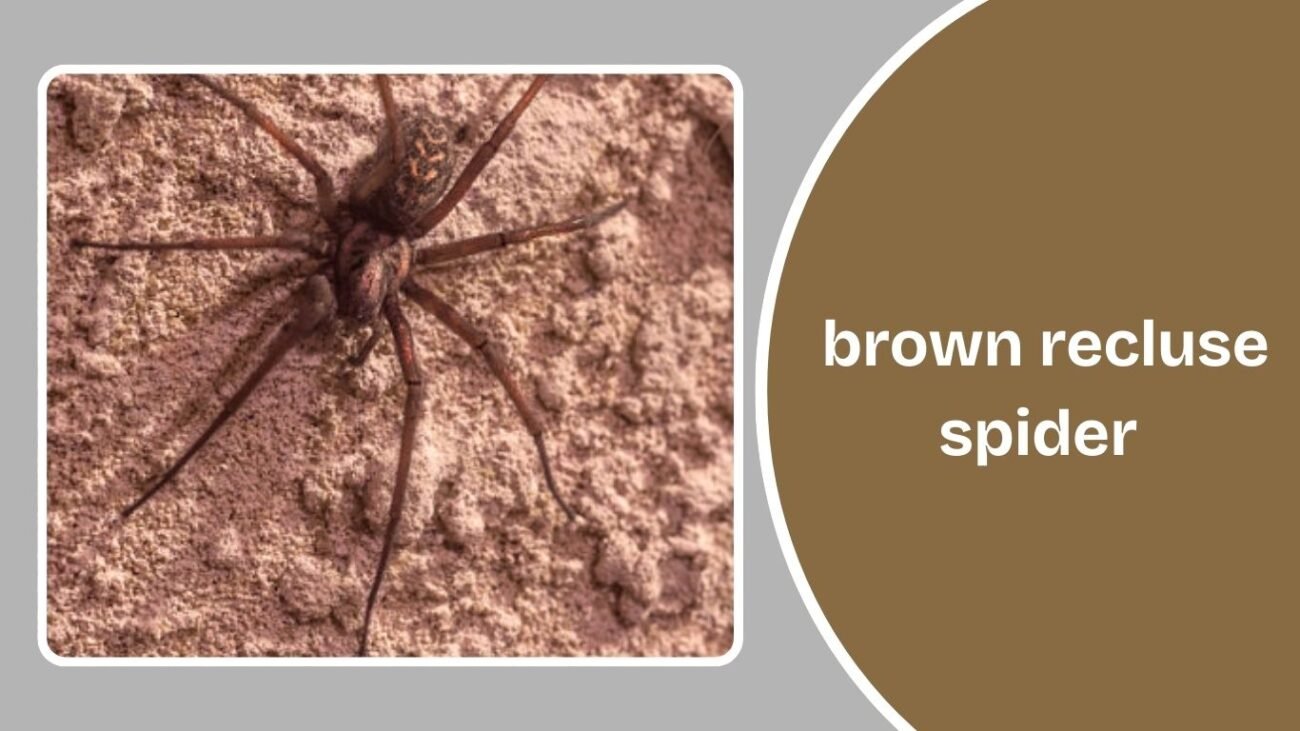 What Is a Brown Recluse Spider?