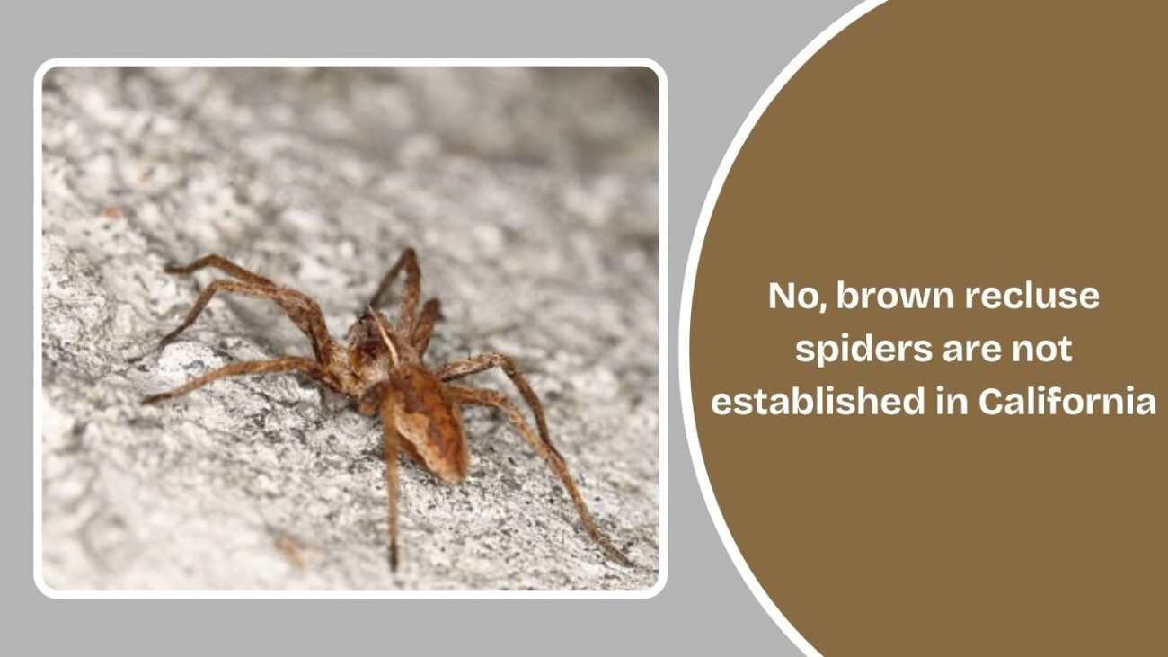 Could Brown Recluses Ever Spread to California?