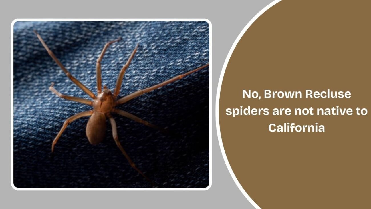 Have Brown Recluse Spiders Ever Been Found in California?