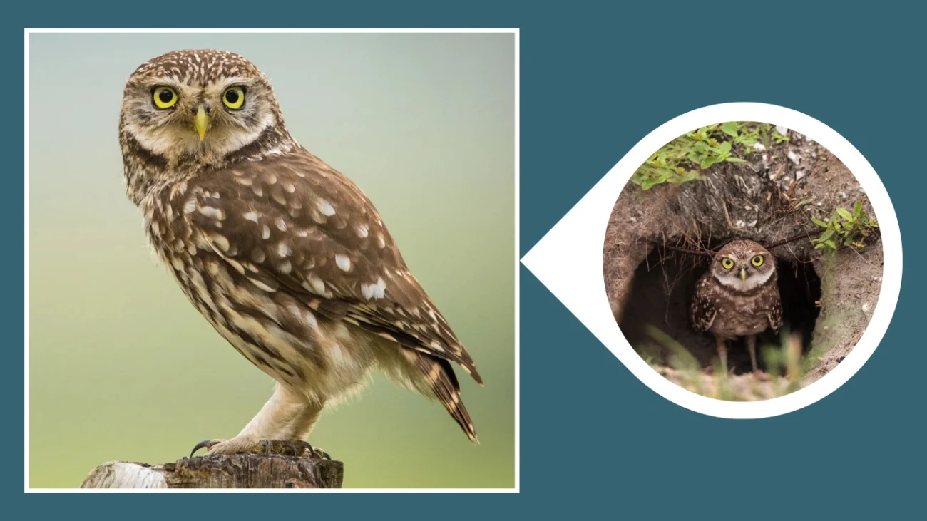 owl Ground Nest