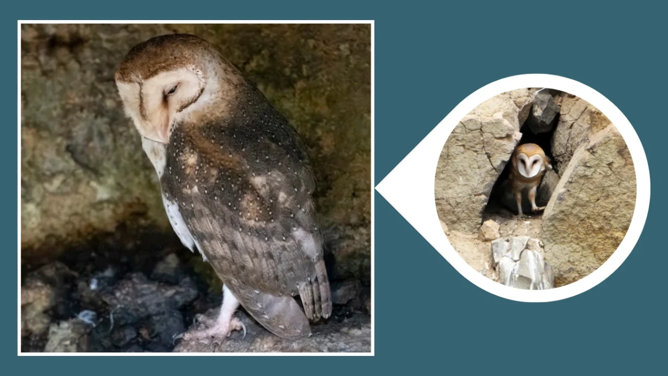owl Rock Crevice Nest