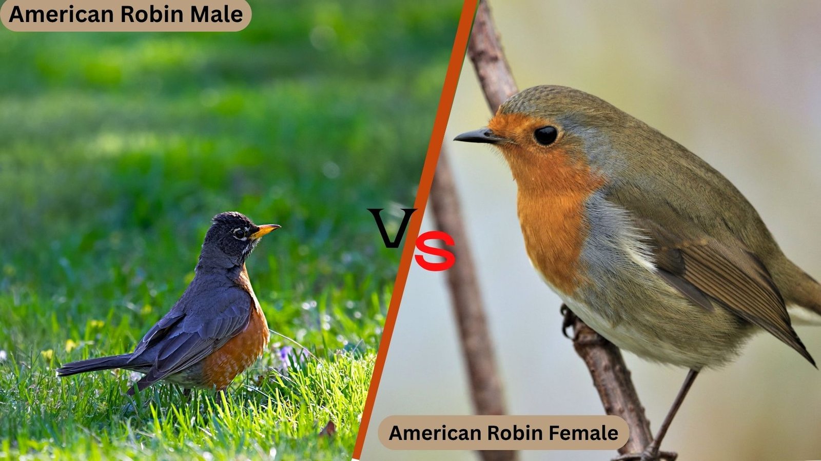 Robin Color American Robin Male vs Female: 7 Key Differences
