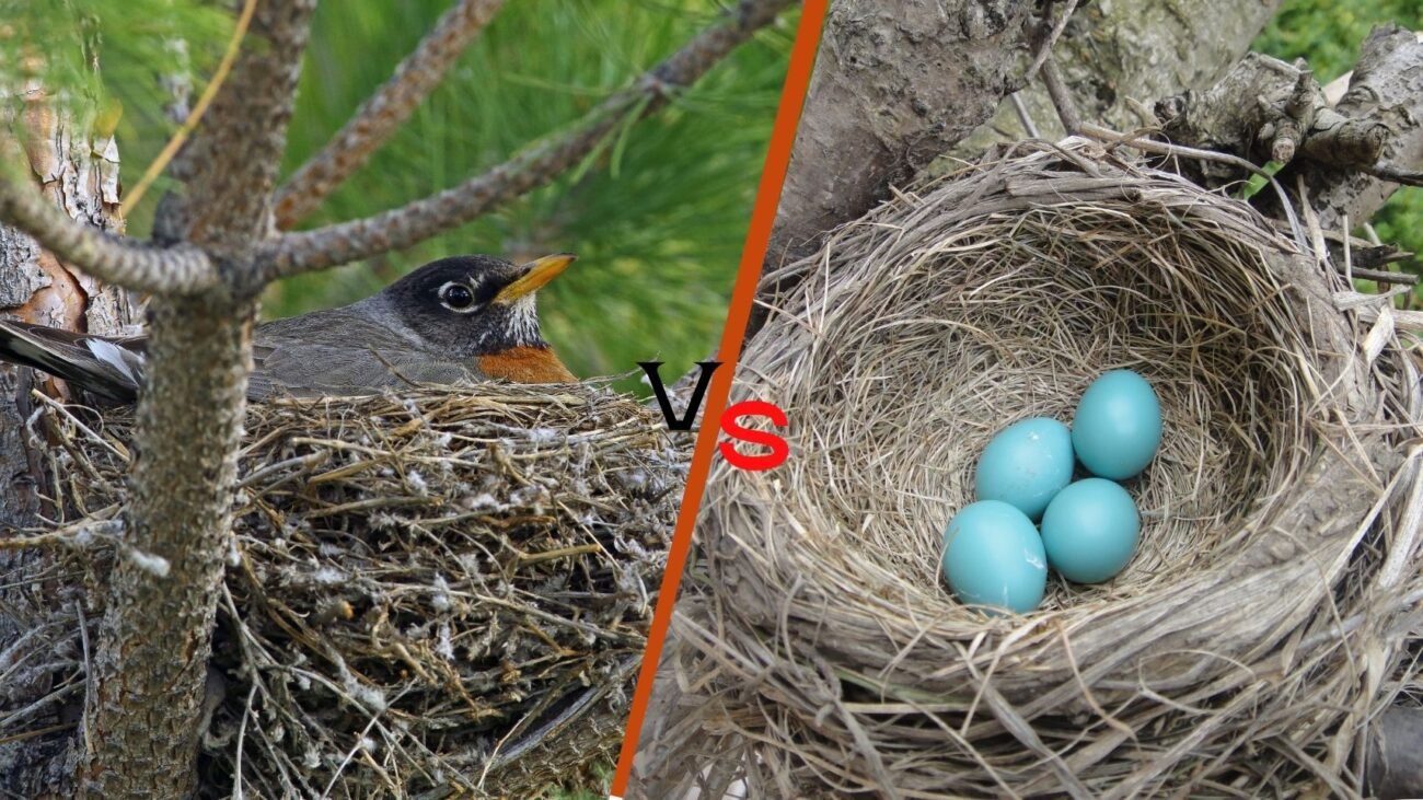 Nesting and Breeding Role