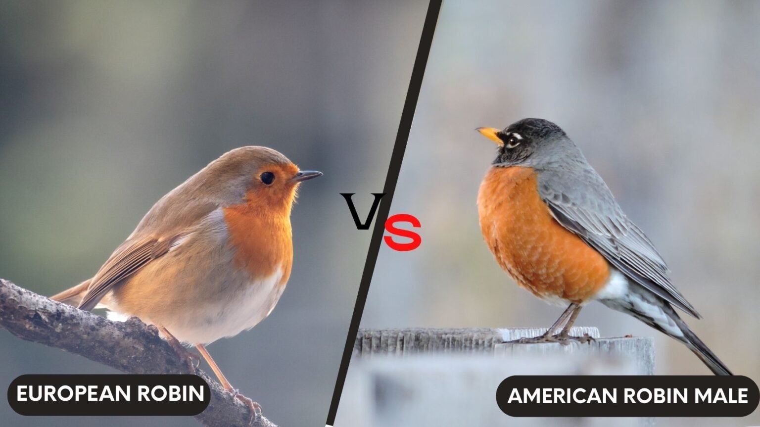 European Robin vs American Robin: 7 Key Differences