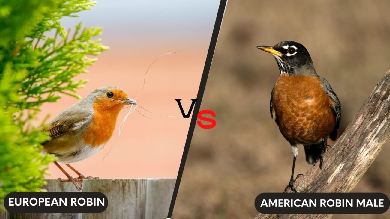 American Robin Male