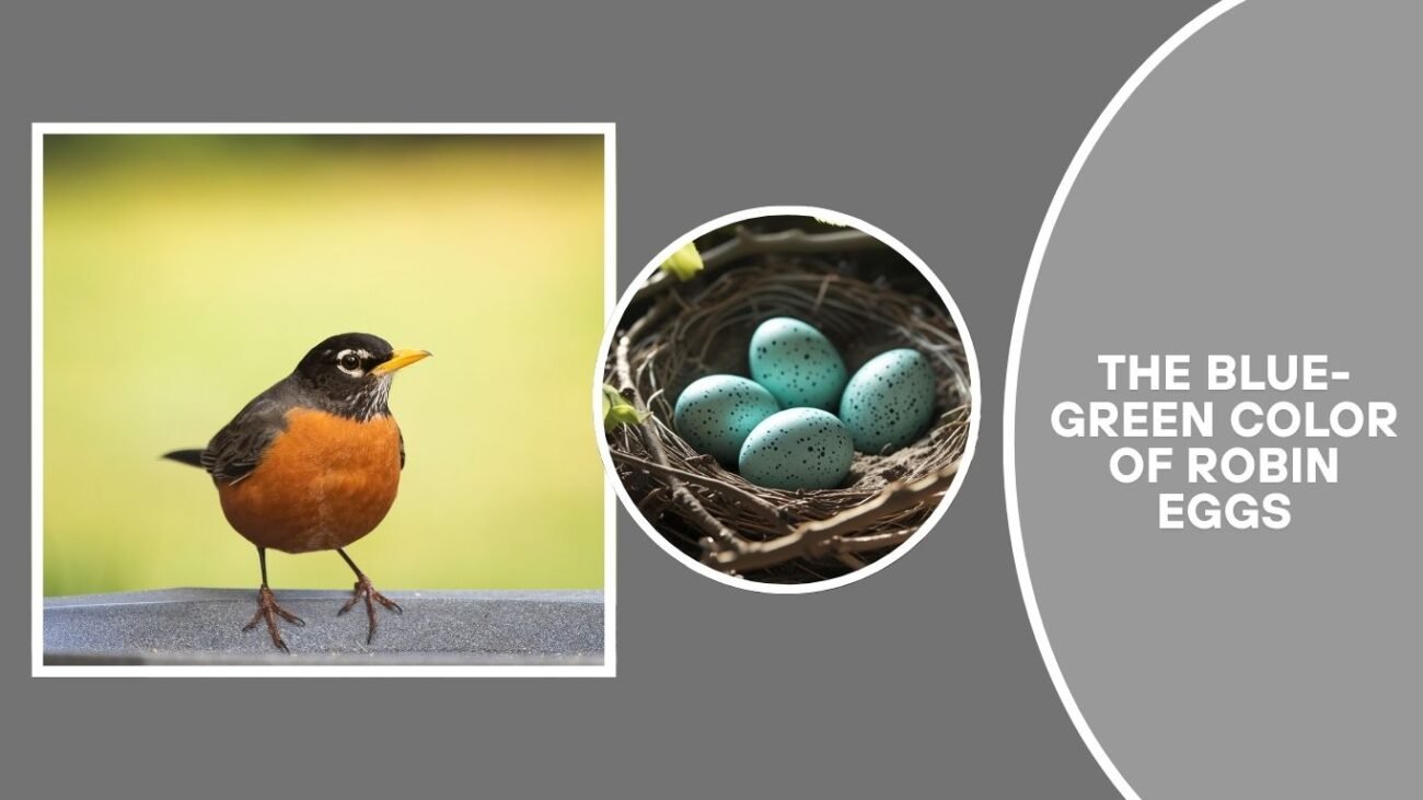 Robin Eggs: Color, Shape, and Hatching