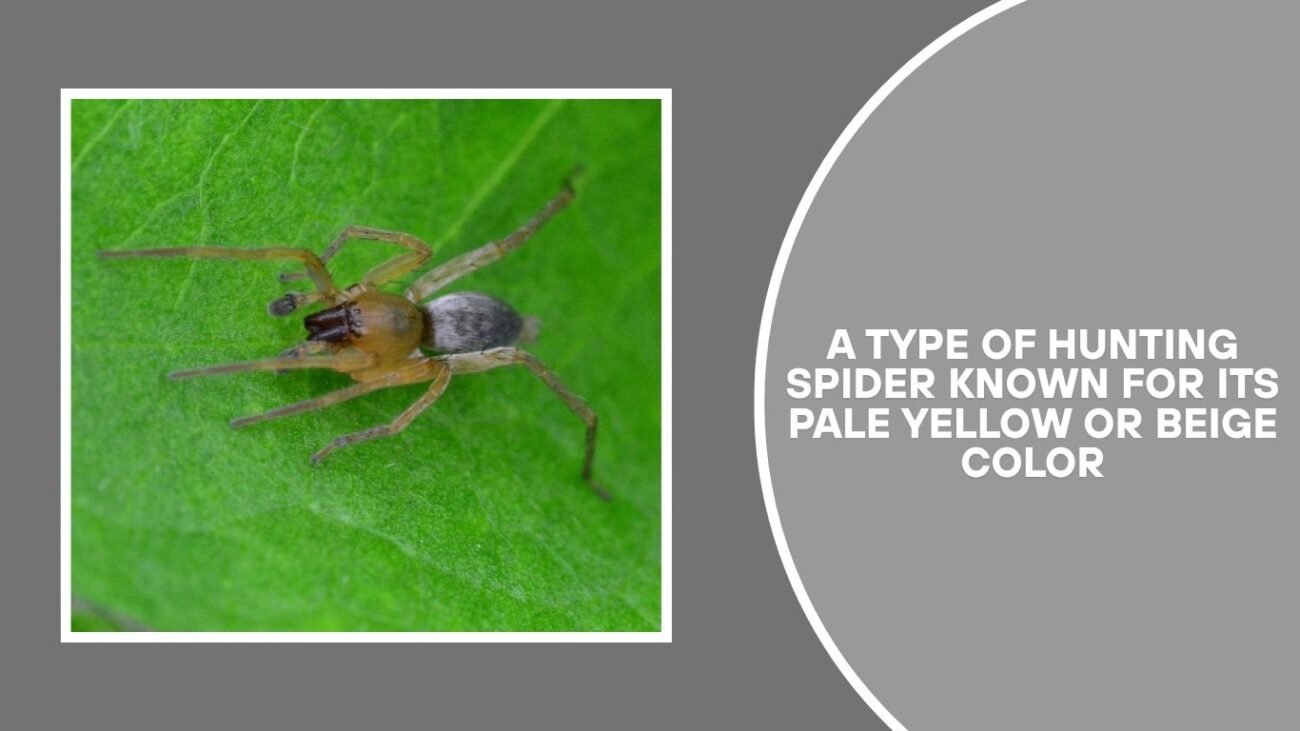 What is a Yellow Sac Spider?