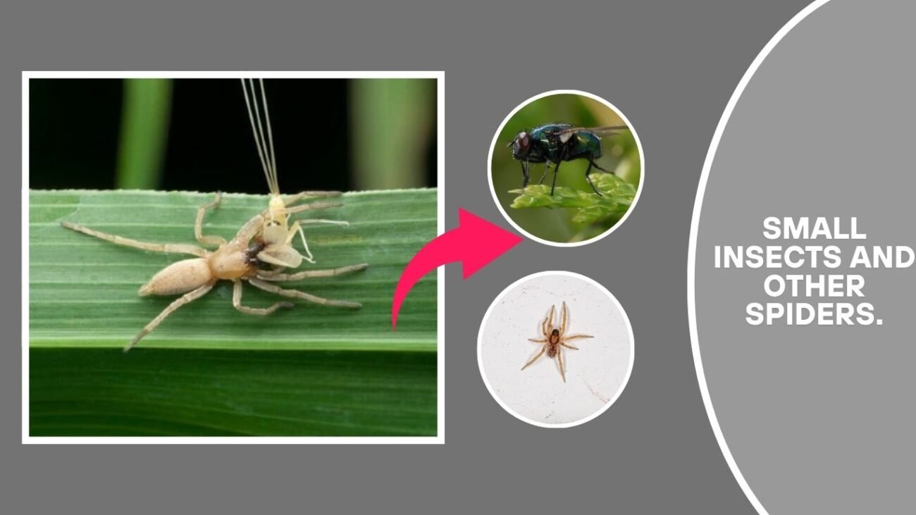 What does the Black-Footed Yellow Sac Spider eat?
