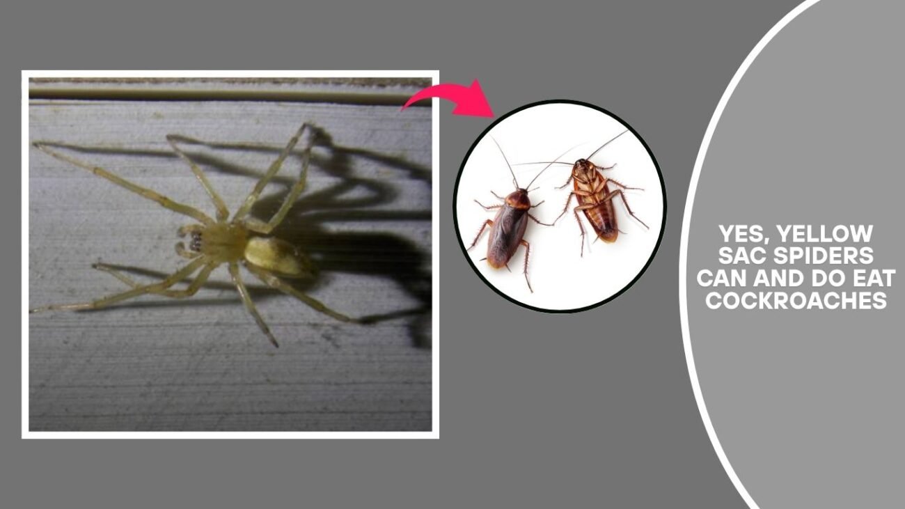 Can a Yellow Sac Spider eat roaches?