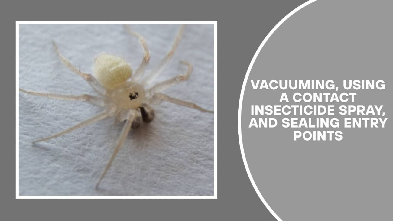 How to kill a Yellow Sac Spider?