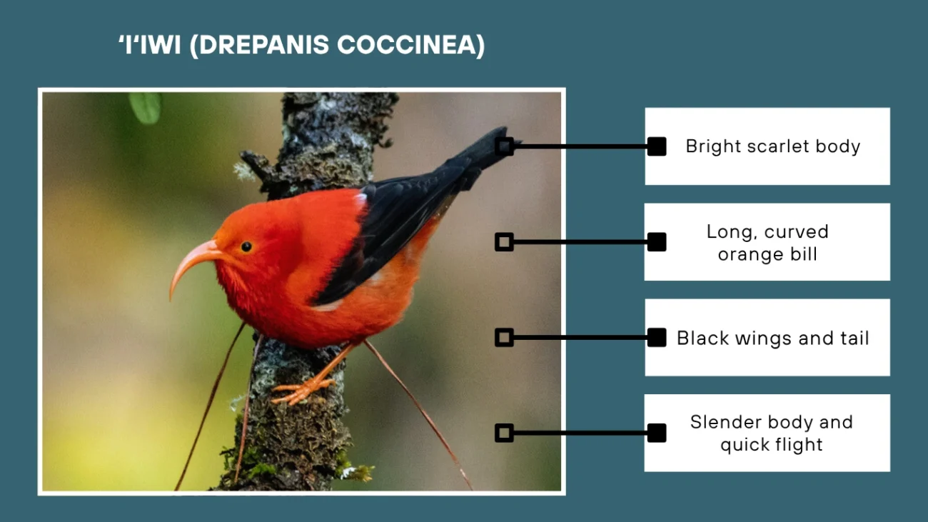 ‘I‘iwi (Drepanis coccinea)
