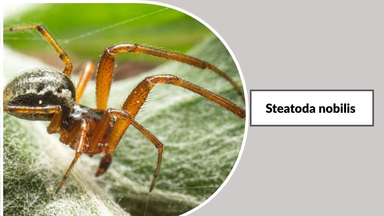 Steatoda nobilis
