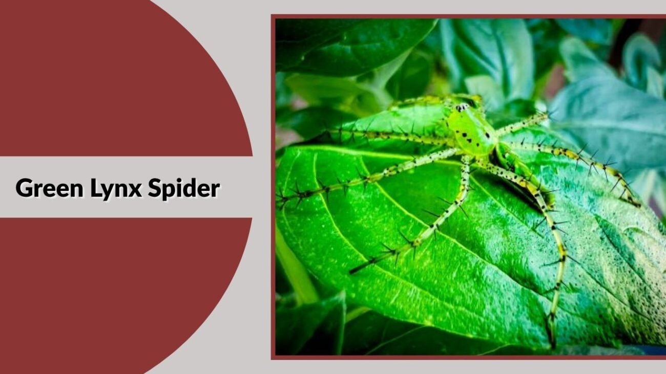 Green Lynx Spider