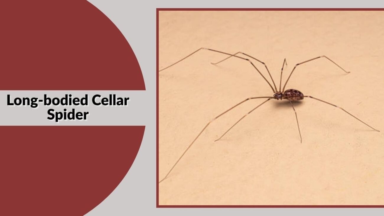 Long-bodied Cellar Spider
