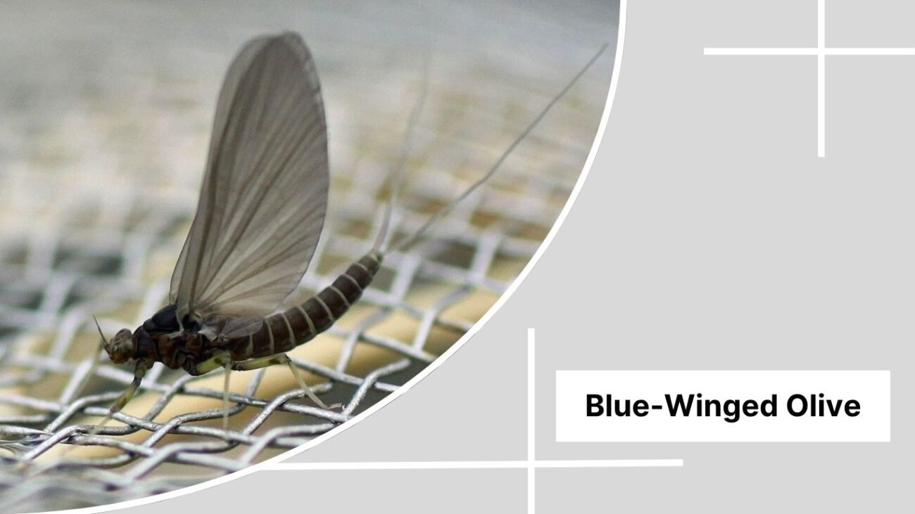 Blue-Winged Olive