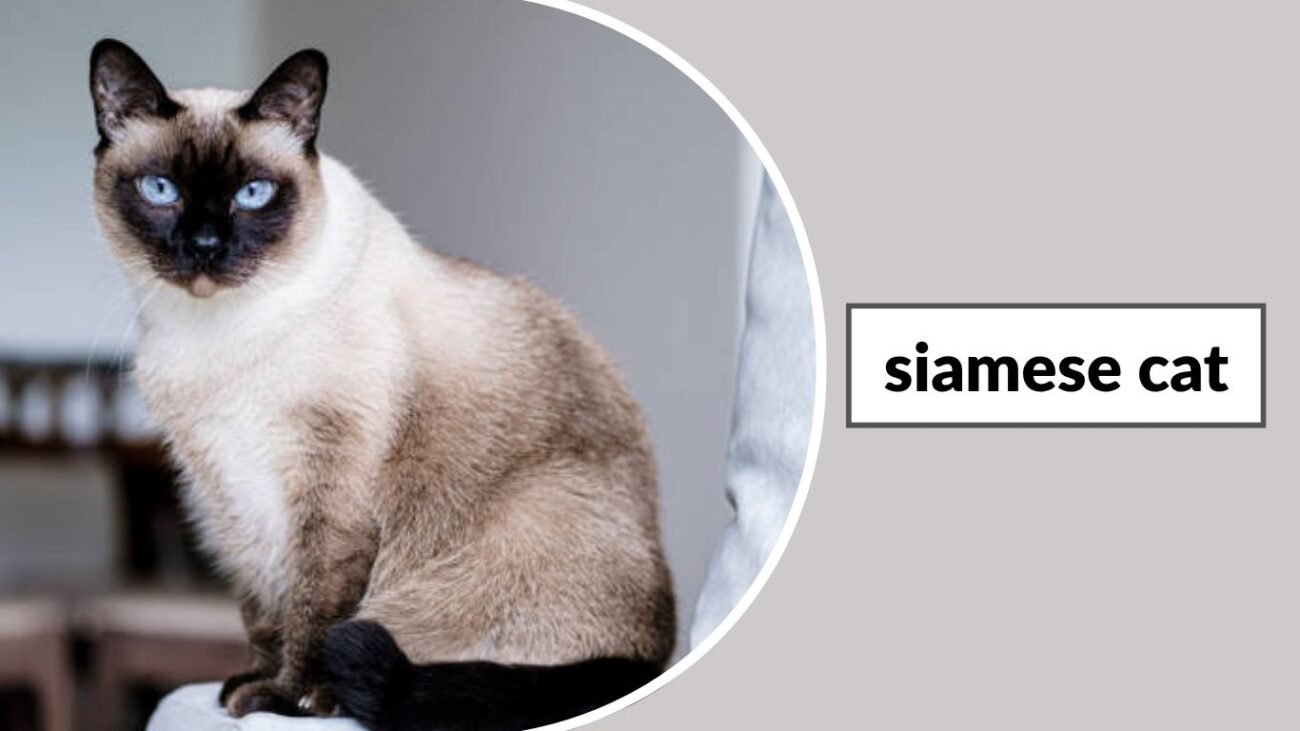 Siamese Cat