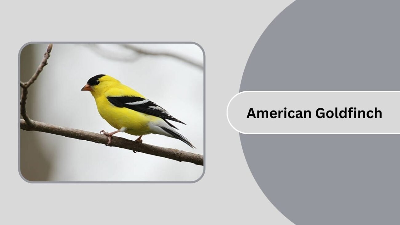 American Goldfinch