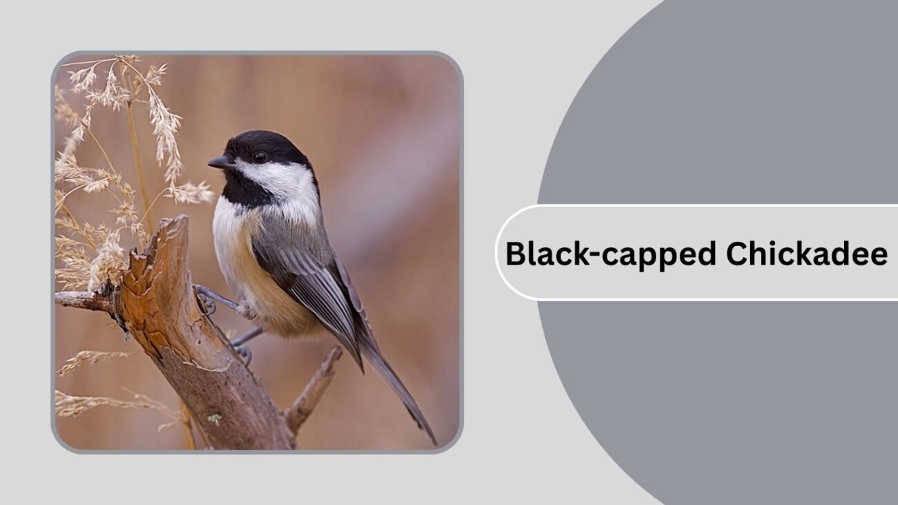 Black-capped Chickadee
