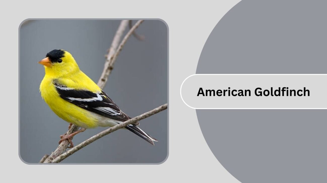 American Goldfinch