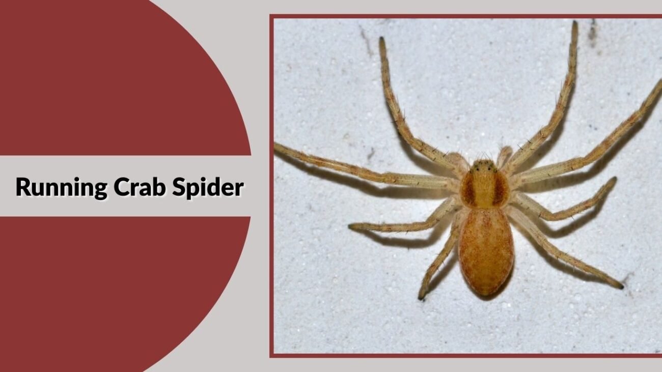 Running Crab Spider