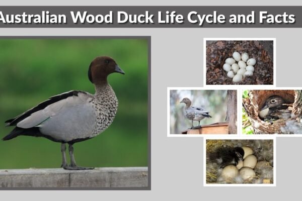 Australian Wood Duck