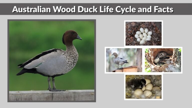Australian Wood Duck
