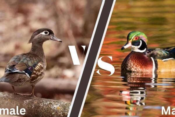 Female Wood Duck vs Male