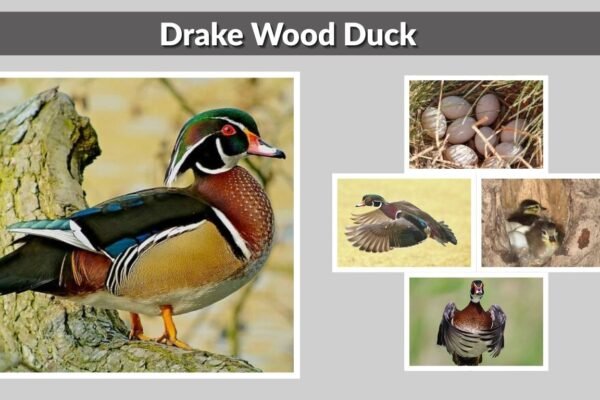 Drake Wood Duck