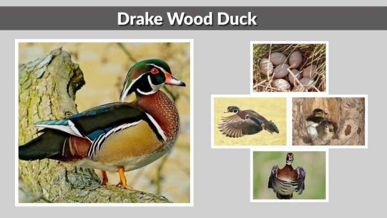 Drake Wood Duck