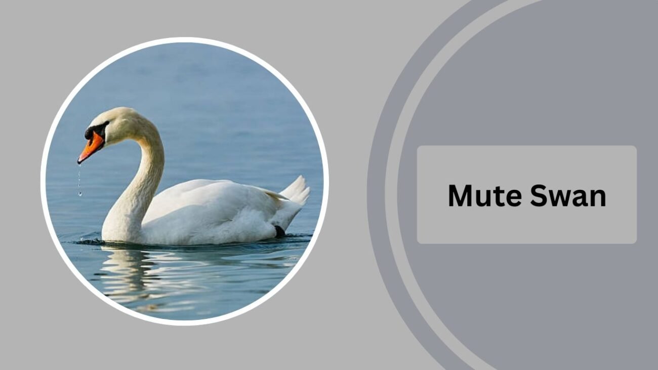 Mute Swan
