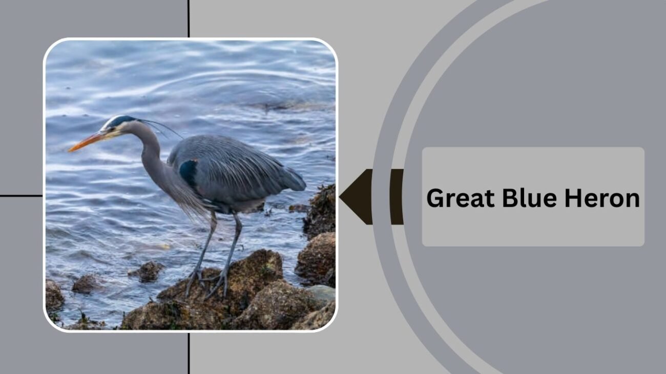 Great Blue Heron
