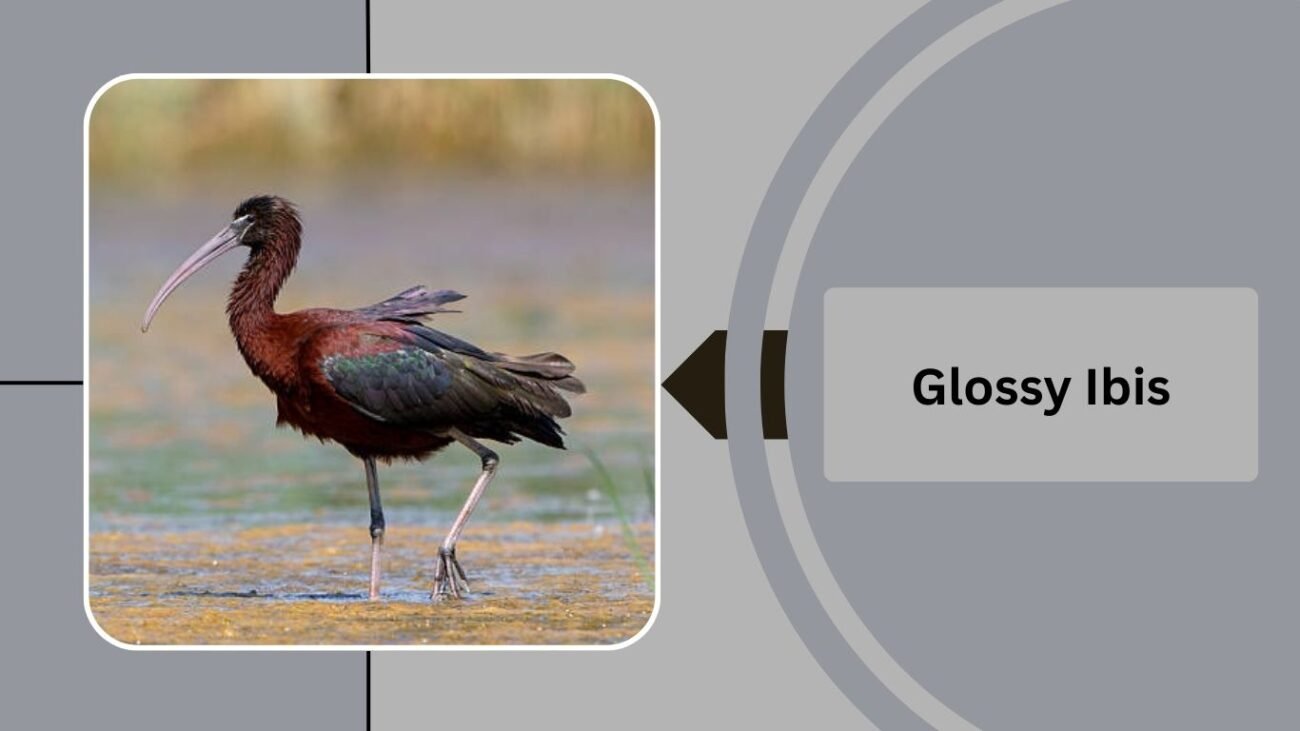 Glossy Ibis