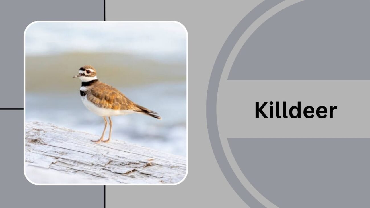 Killdeer