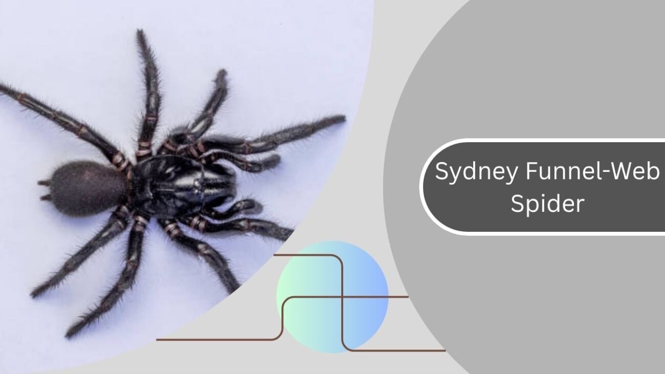 Sydney Funnel-Web Spider