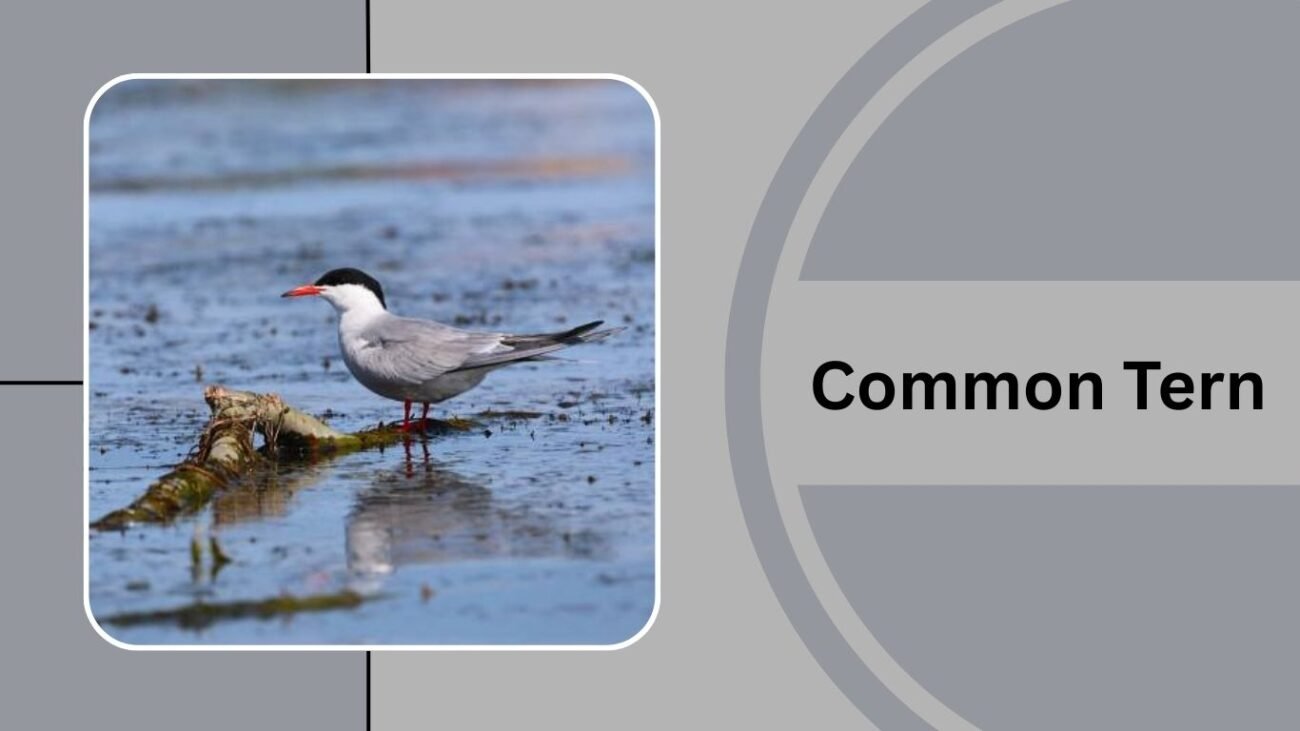 Common Tern