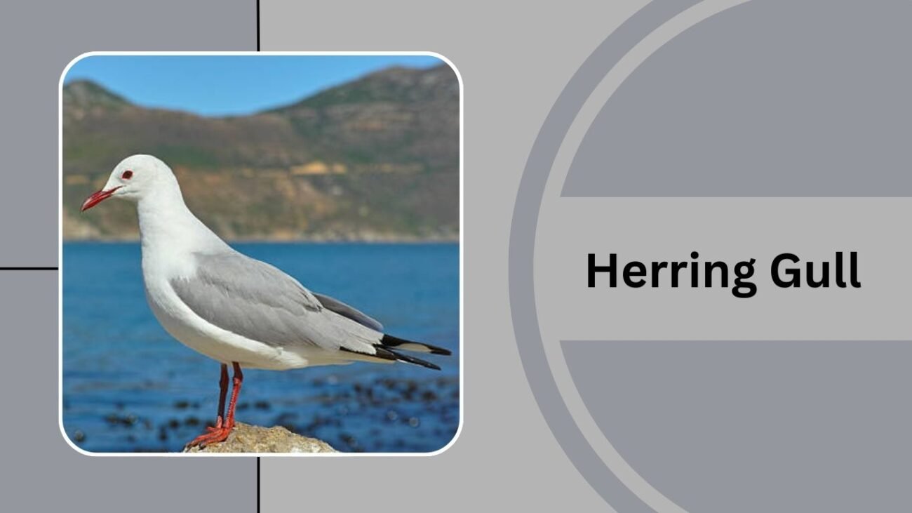 Herring Gull