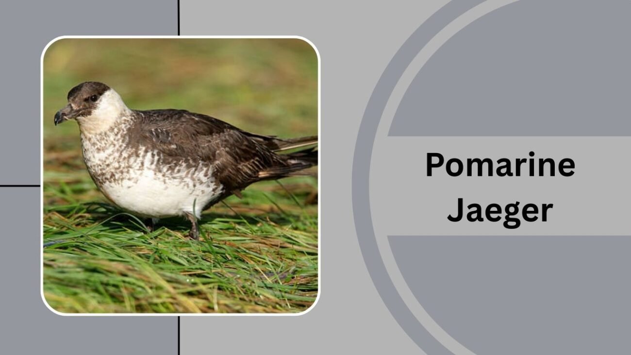 Pomarine Jaeger