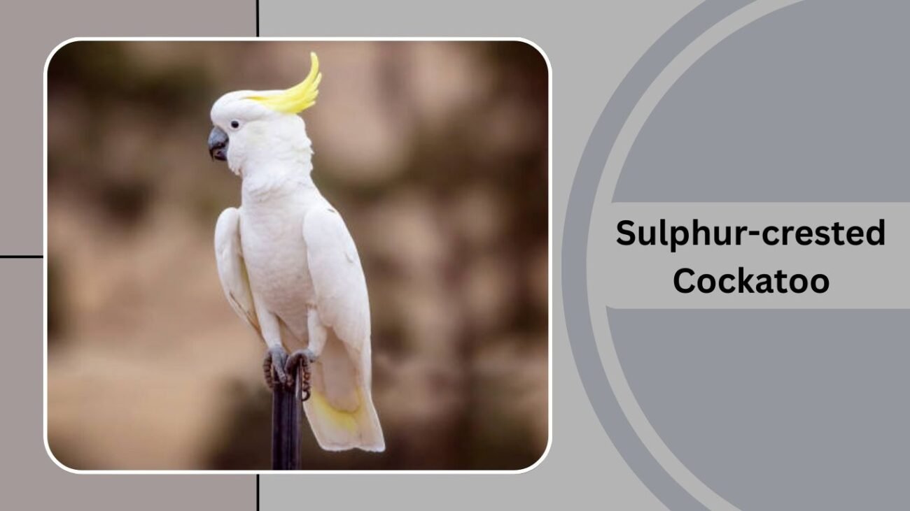 Sulphur-crested Cockatoo